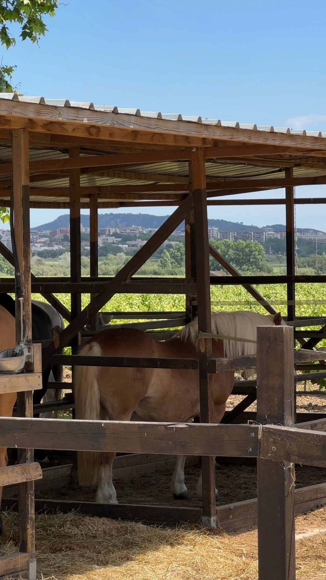 Pululahua, Ecuador: Full Day Volcano & Cloud Forest Horse Ride + Lunch
