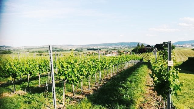 Half-Day Exclusive Wine Tasting and Lunch in the Austrian Countryside Weinviertel