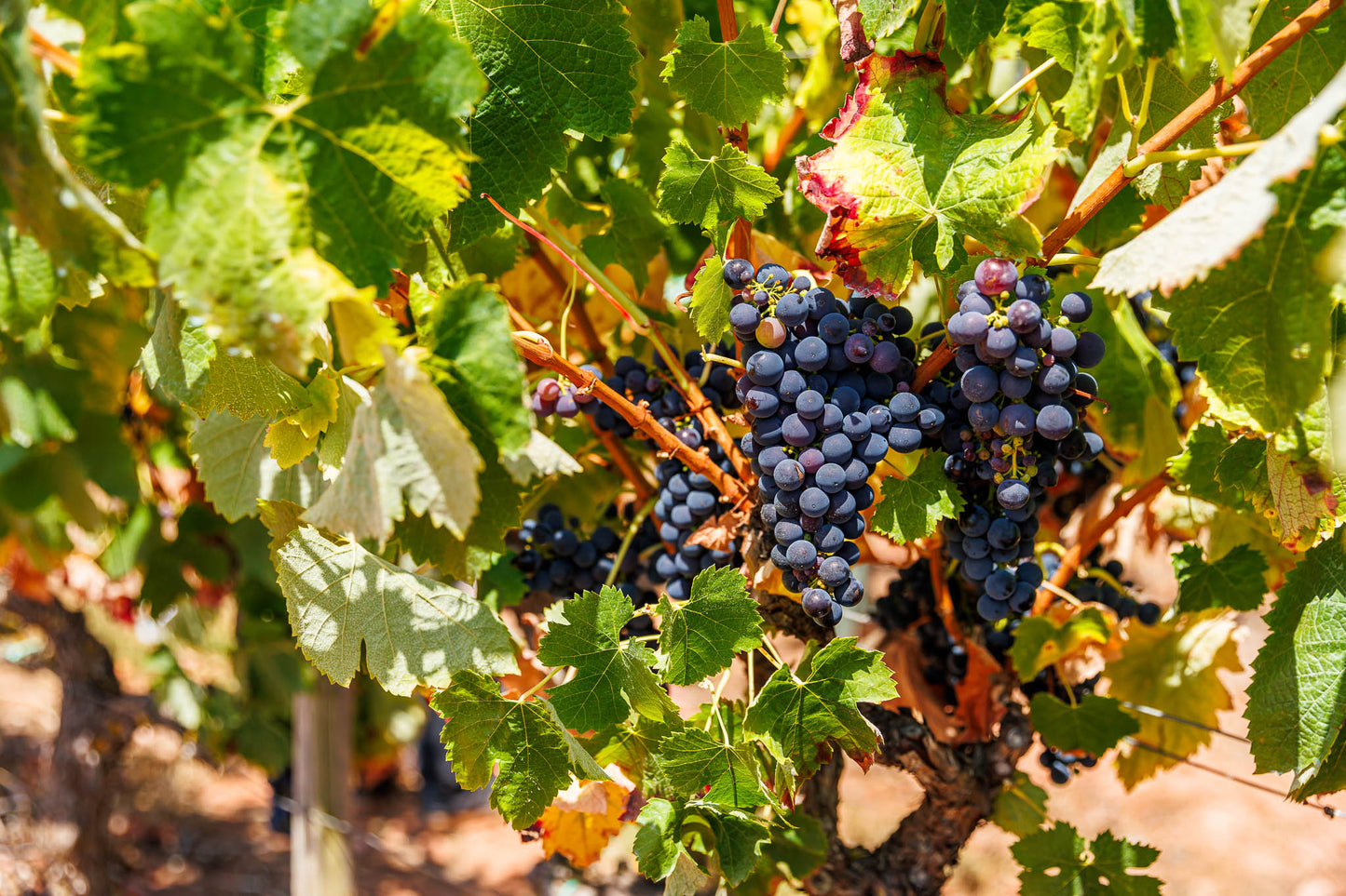 Full-Day Arrábida Wine Tour near Lisbon