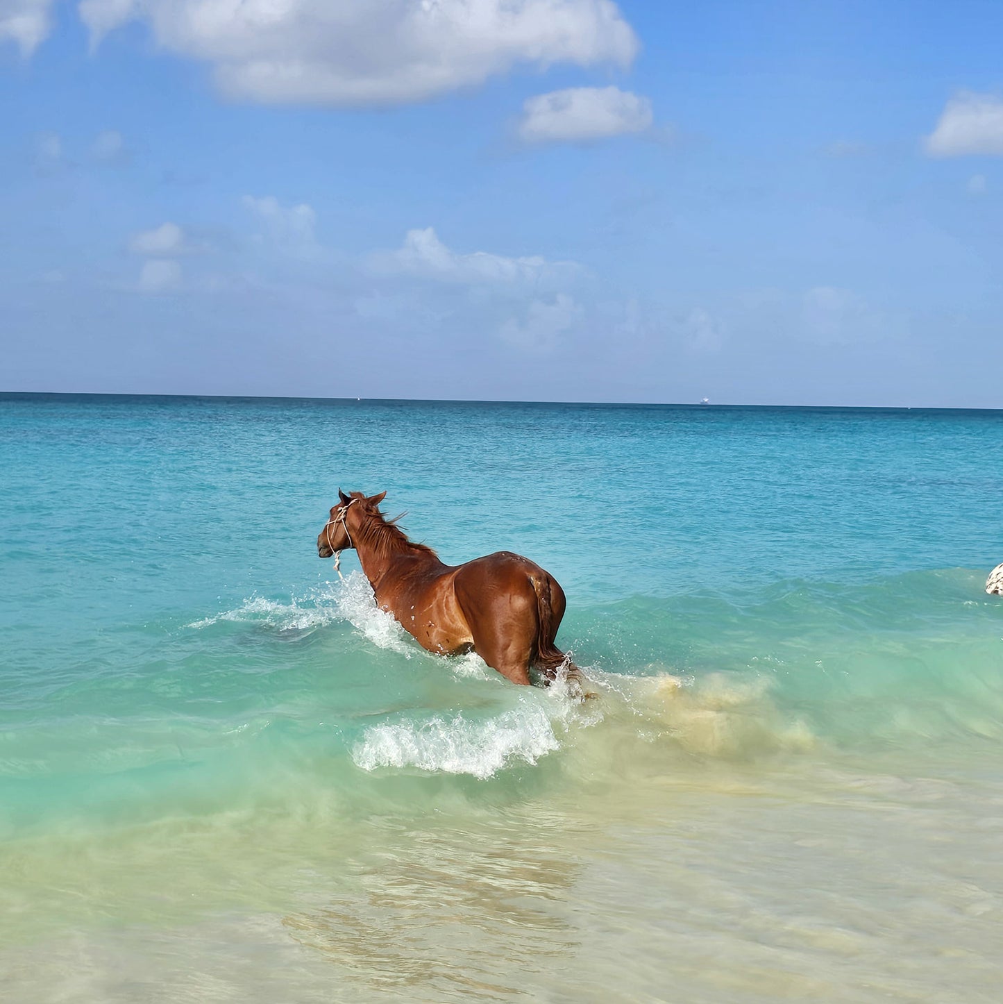 Brighton Beach, Barbados: 1.5-Hour Beach Ride & Swim with Horses