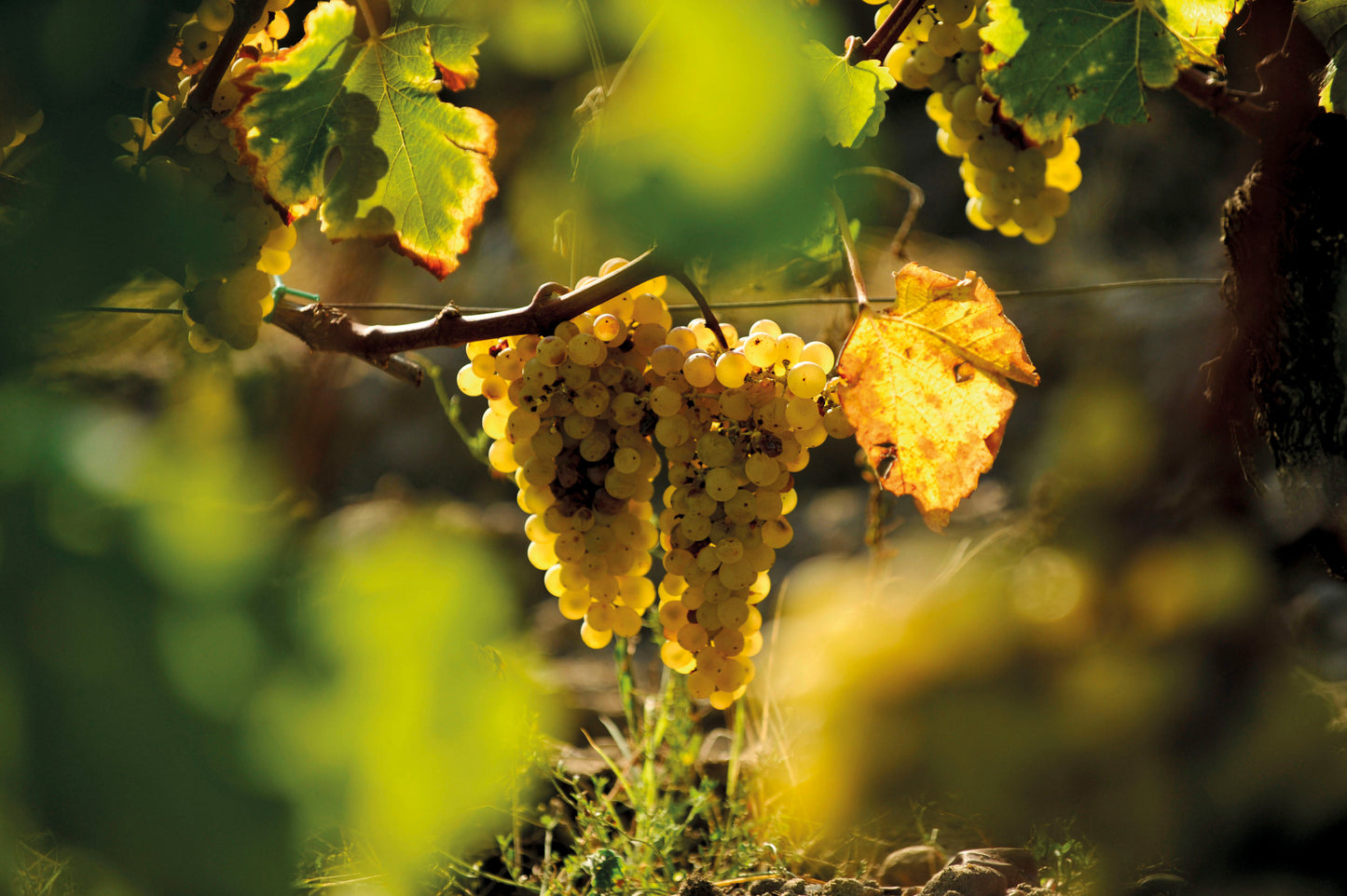 A Luxurious Wine and Golf Escape