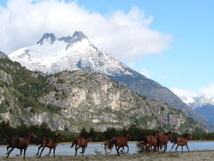 Reykjavík: The Glacier Horseback Ride + Pick-Up & Drop-Off