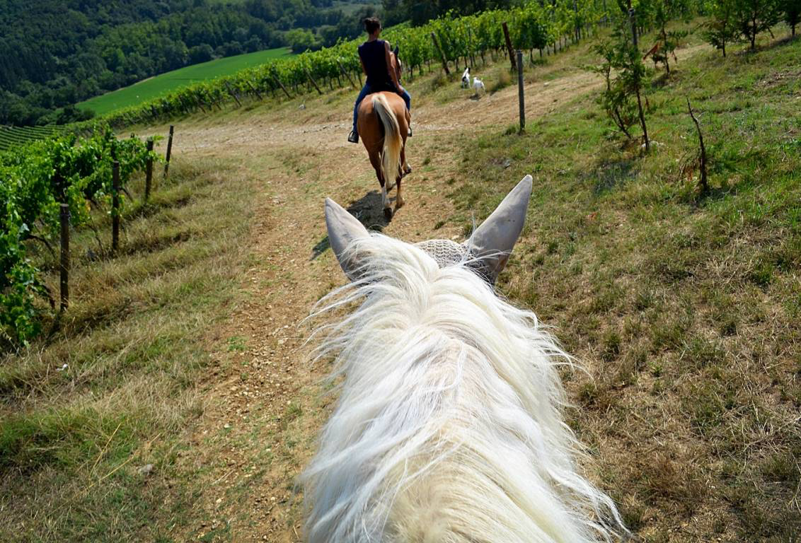 Private Horseback Riding near Florence & Wine Tasting