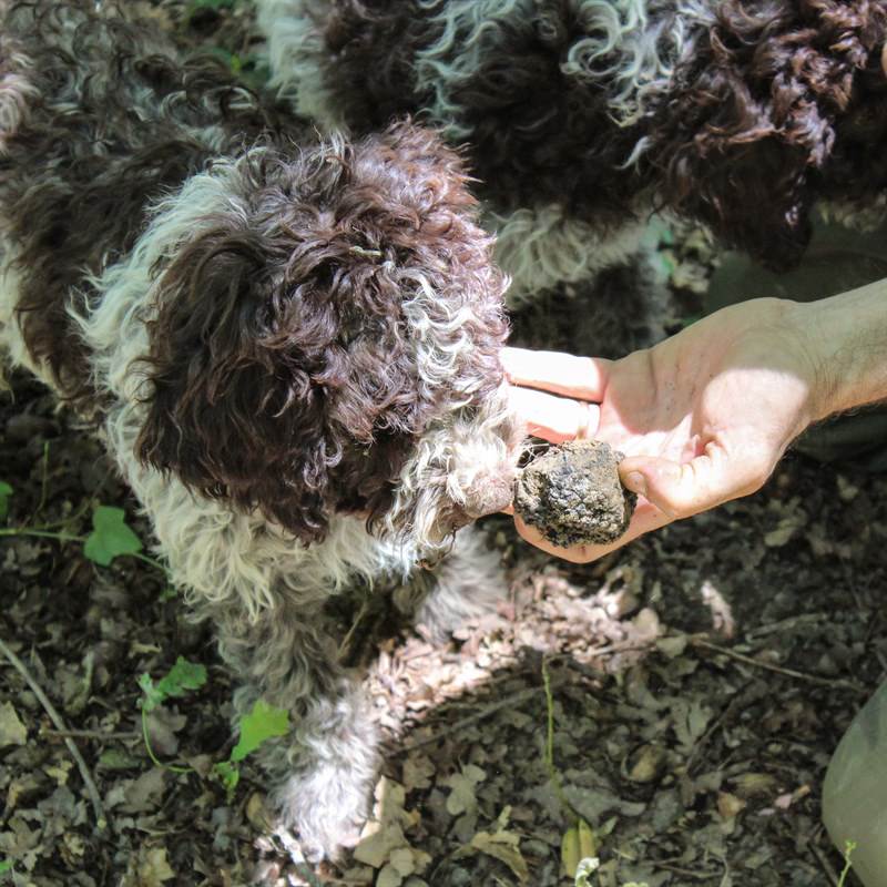 Truffle Hunting & Gourmet Lunch from Livorno or Florence