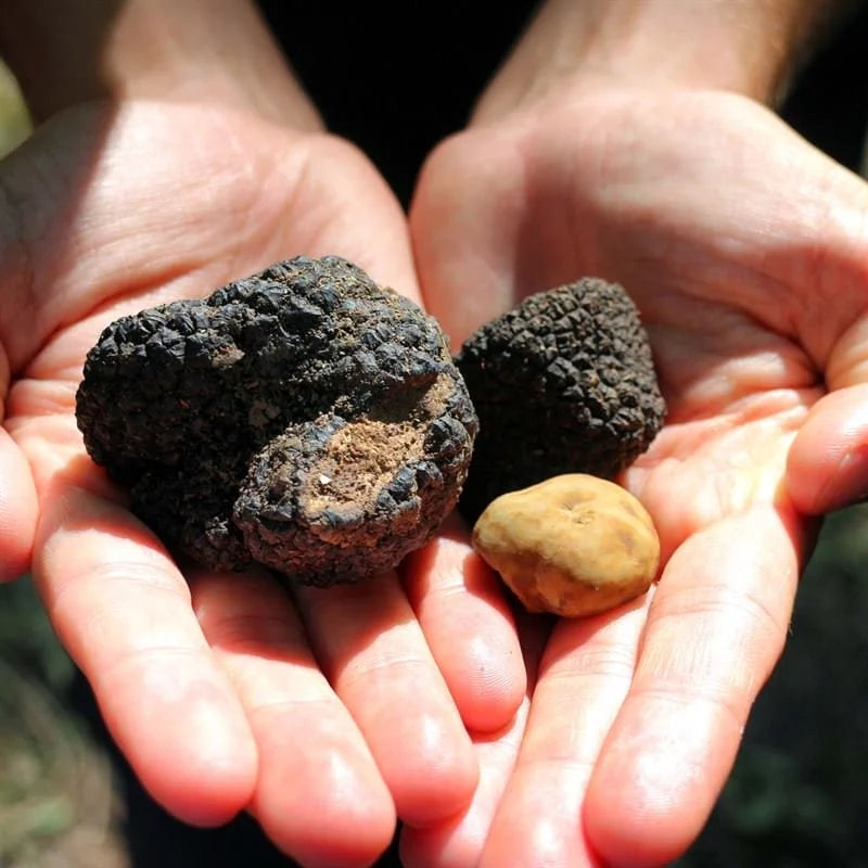 Truffle Hunting & Gourmet Lunch from Livorno or Florence