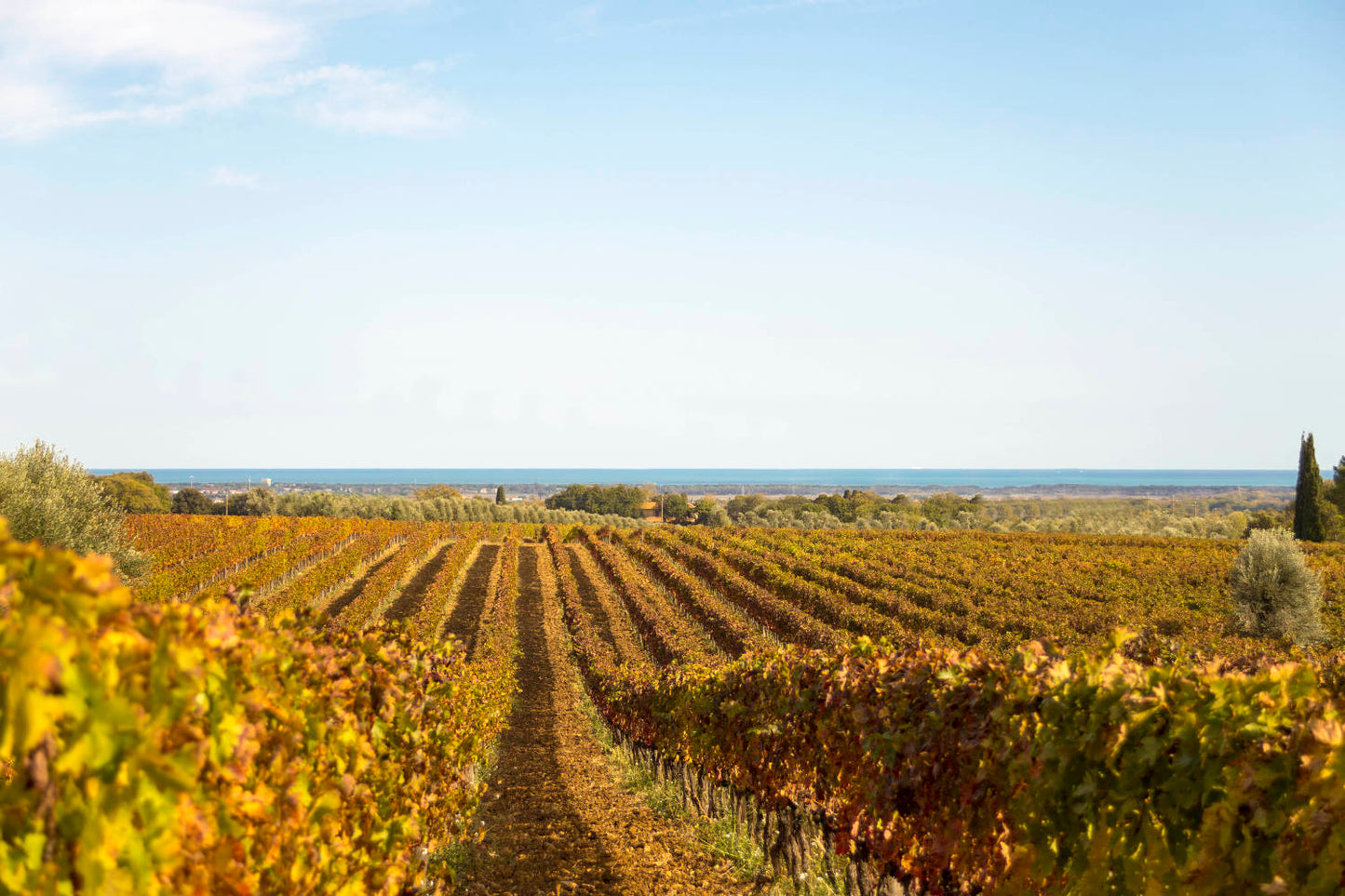 Tuscany: Bolgheri Upside Down Red Wine Tour