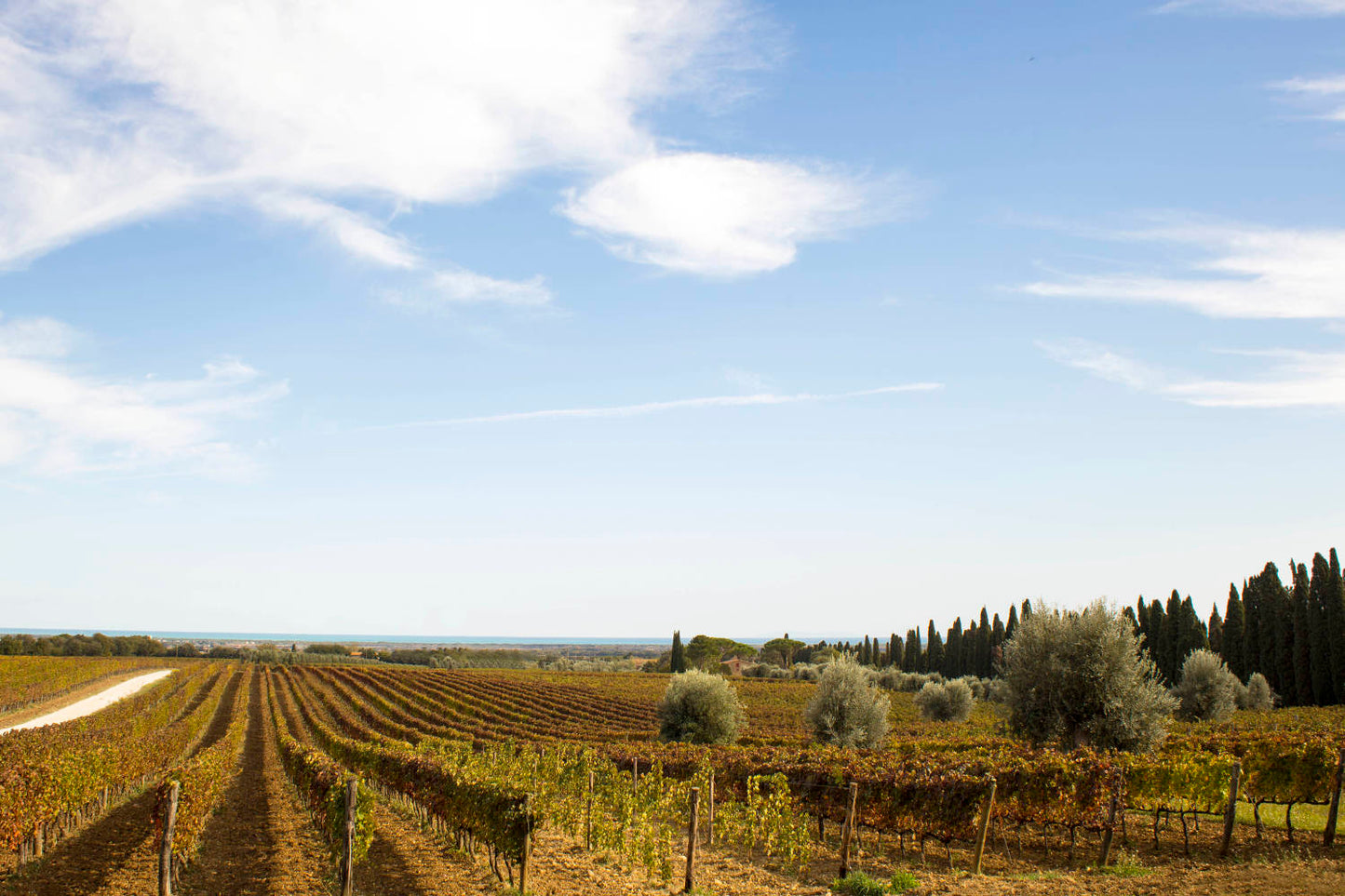 Tuscany: Bolgheri Upside Down Red Wine Tour