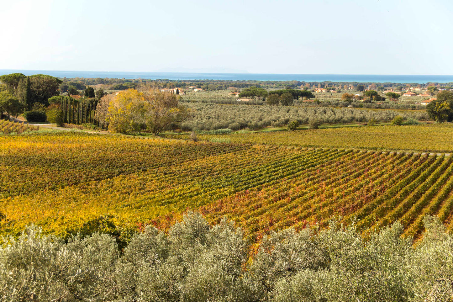 Tuscany: Bolgheri Upside Down Red Wine Tour