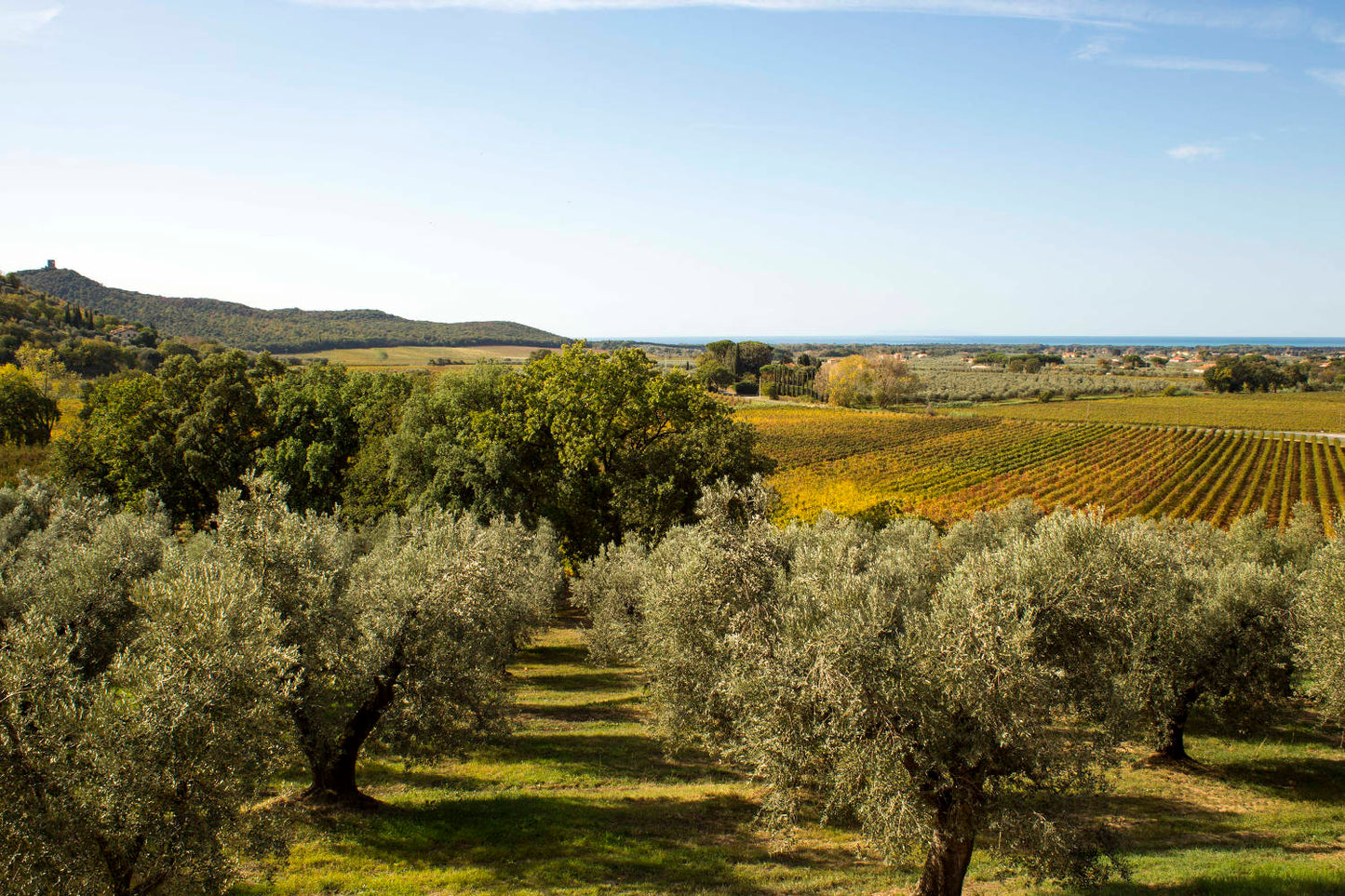 Tuscany: Bolgheri Upside Down Red Wine Tour