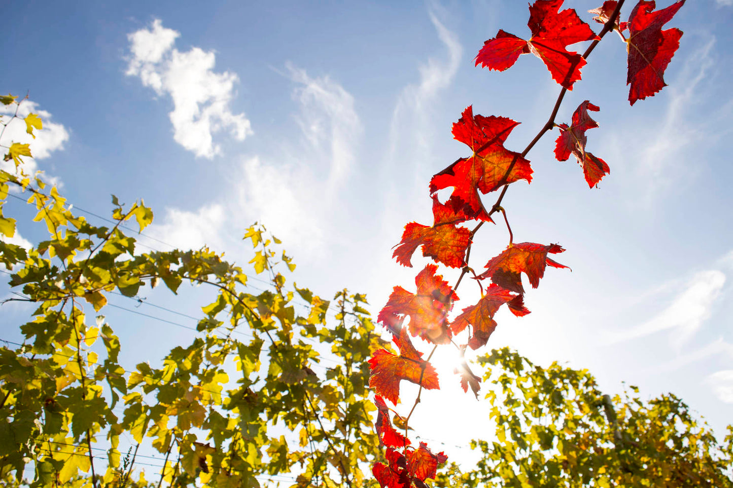 Tuscany: Bolgheri Upside Down Red Wine Tour