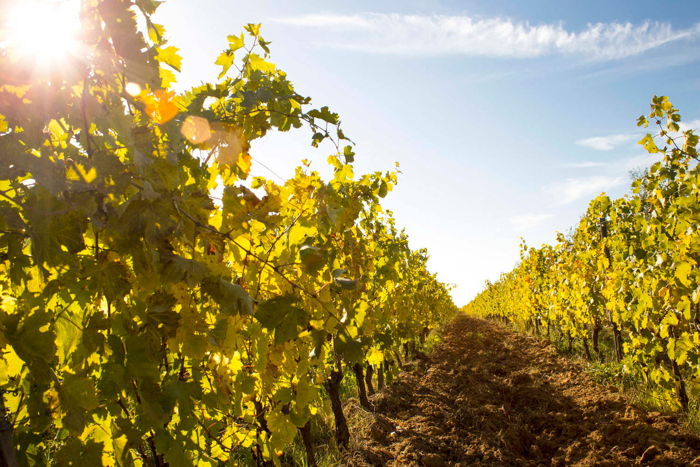 Tuscany: Bolgheri Upside Down Red Wine Tour