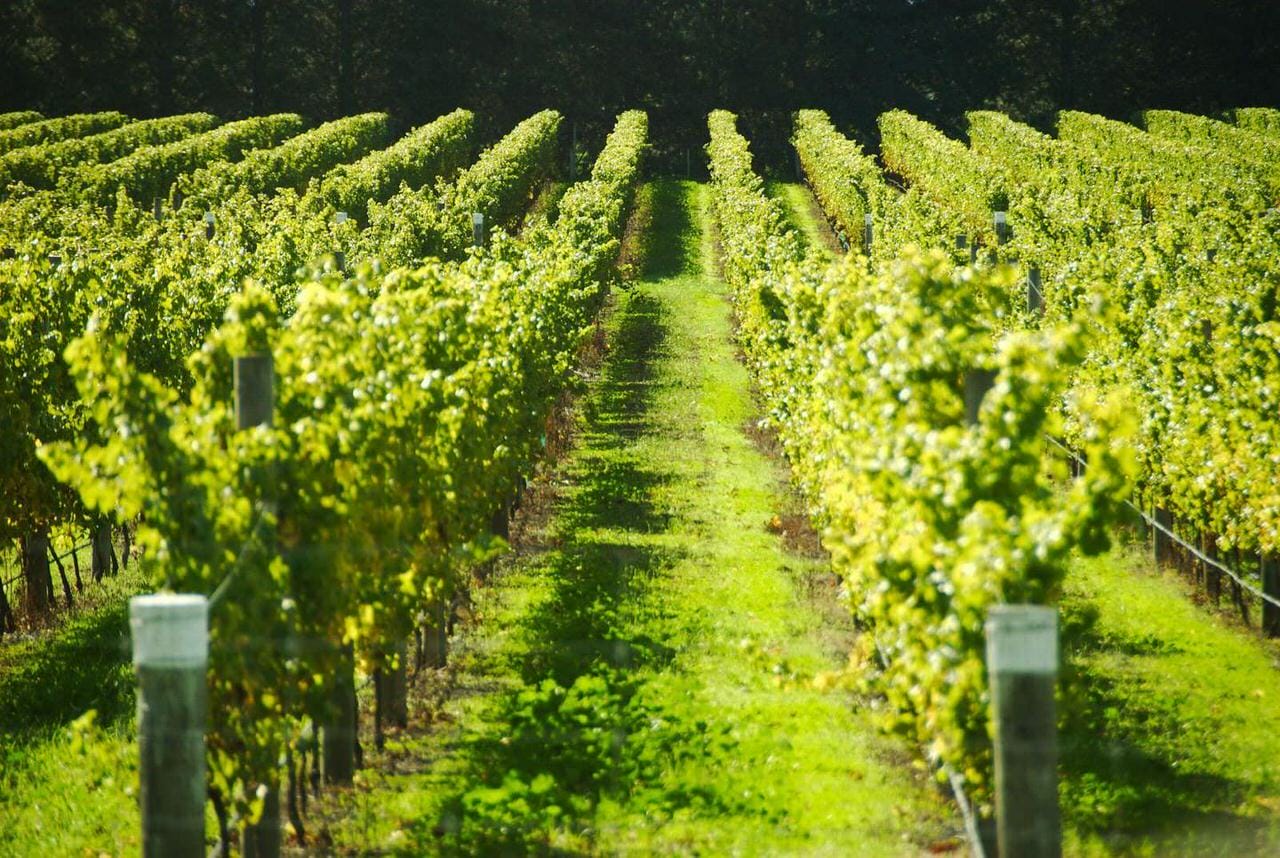Tuscan Vineyard Dinner & Wine Tasting