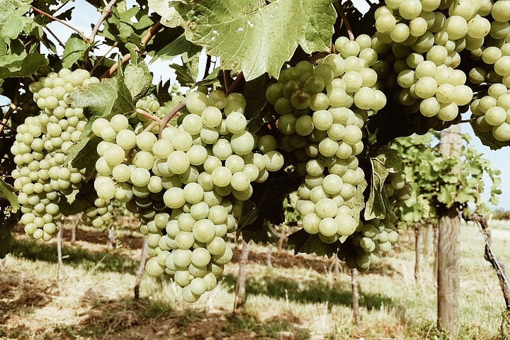 Wine & Hike Through the Vienna Woods
