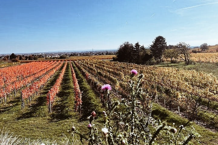 Wine & Hike Through the Vienna Woods