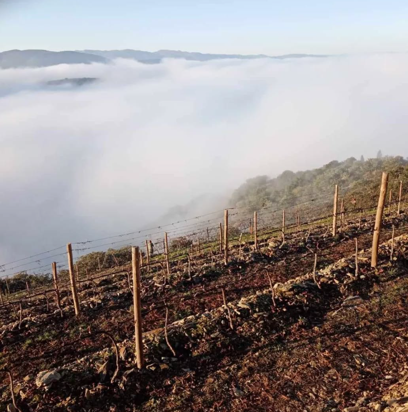 Wine Tasting and Vineyard Tour in Porto