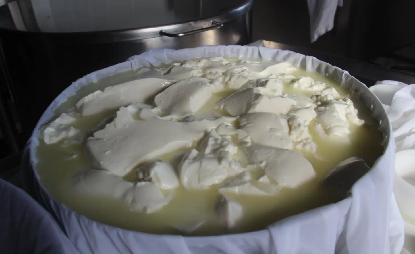 Cheese Making Class with Tasting in Viseu