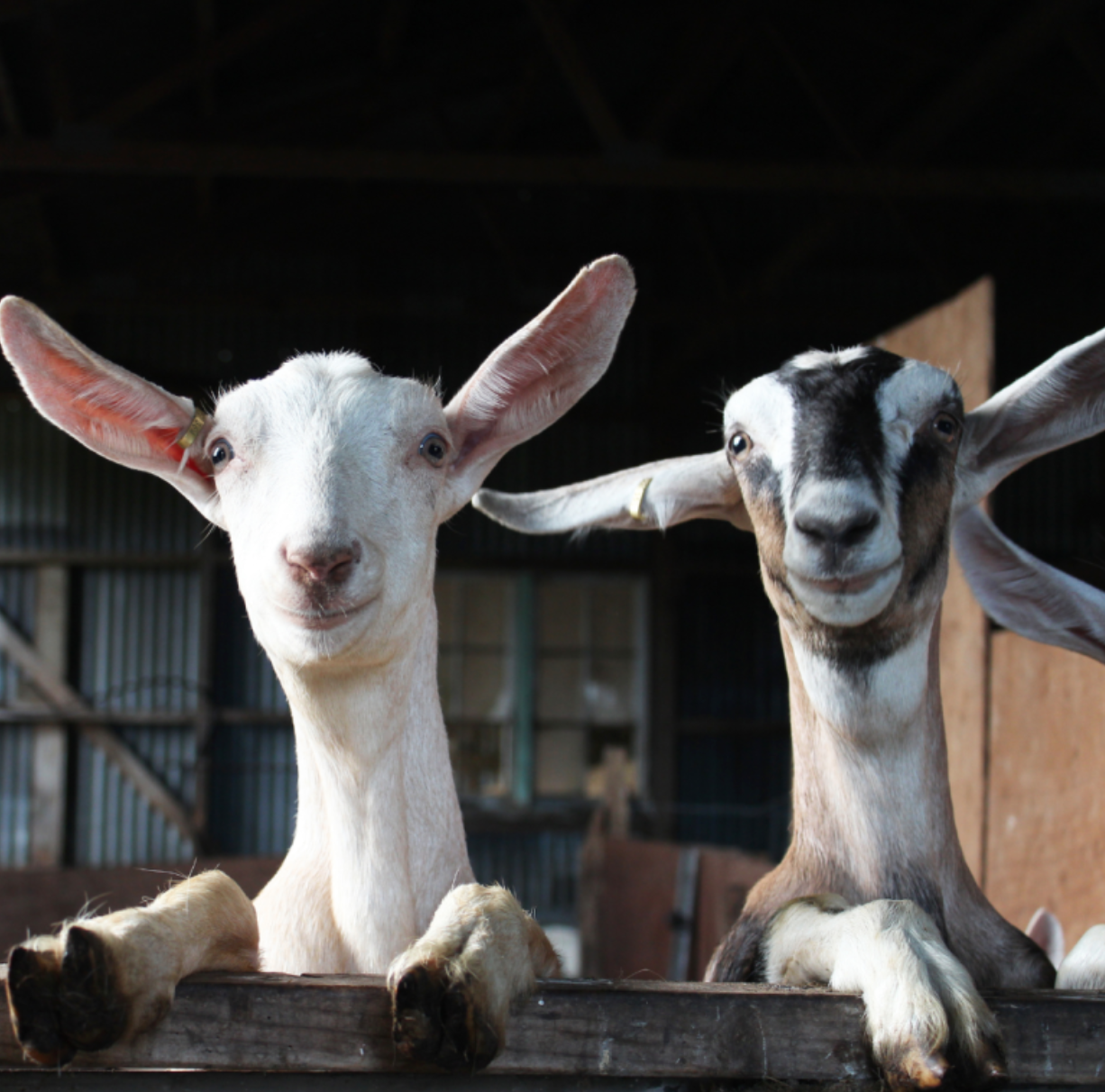 Goat Farm and Wine, Cheese and Honey Tasting near Faro
