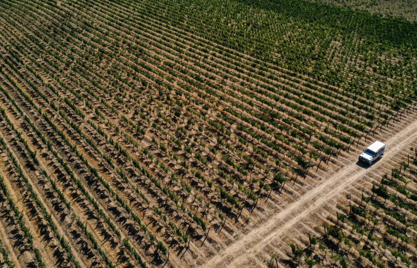 Cork & Terroir Wine Tasting & Lunch near Lisbon