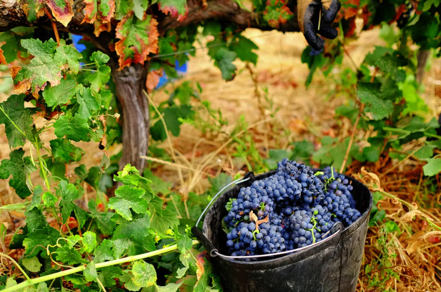 Cork & Terroir Wine Tasting & Lunch near Lisbon