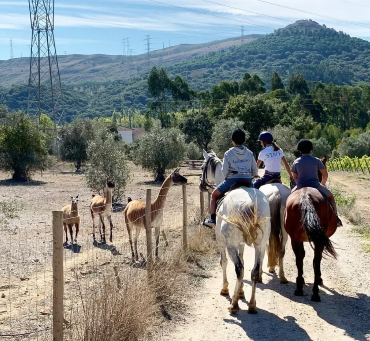 Horseback Riding and Picnic in a farm in Lisbon