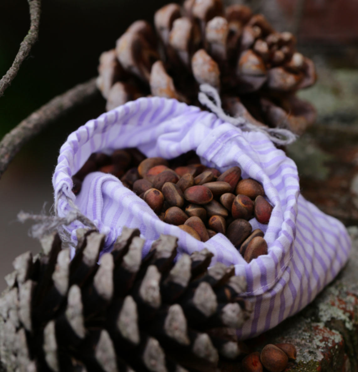 Collect Pine Nuts and Make a Pesto near Faro