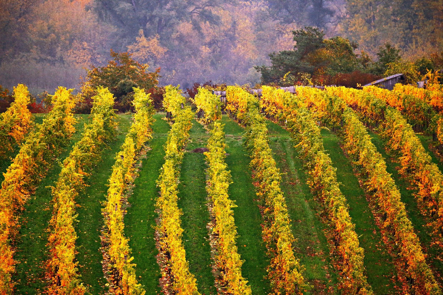 Vienna Countryside Wine Escape: Sip, Savor & Explore
