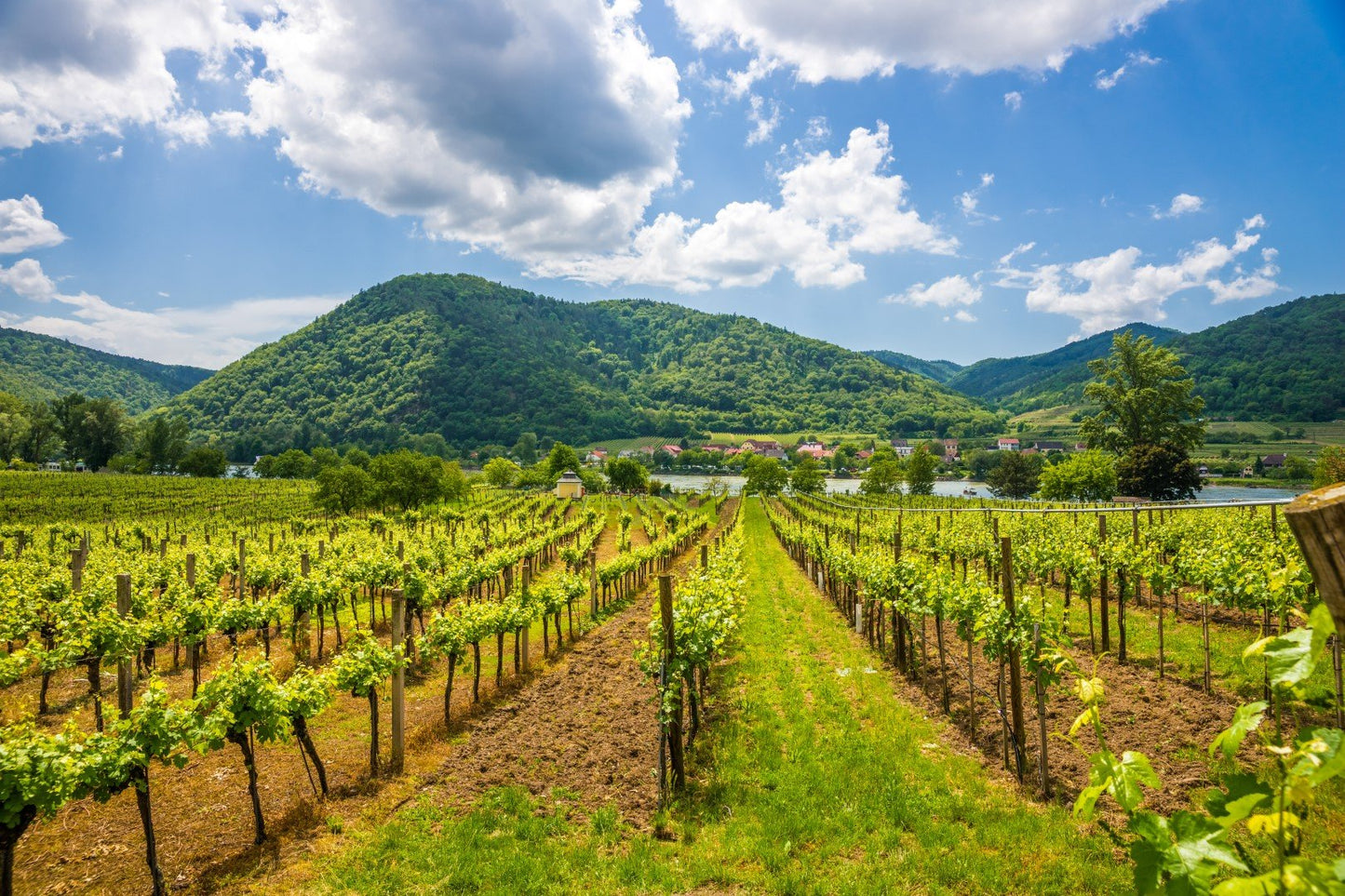 Vienna Countryside Wine Escape: Sip, Savor & Explore