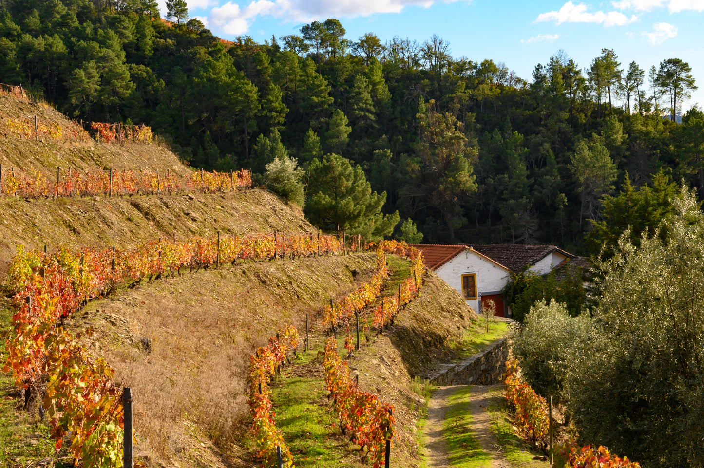Lunch and Wine Tasting at Quinta da Manoella