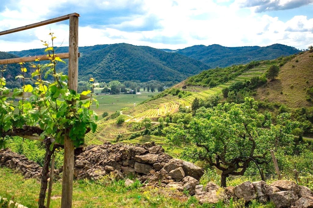 Private Wachau Valley Wine Tour from Vienna