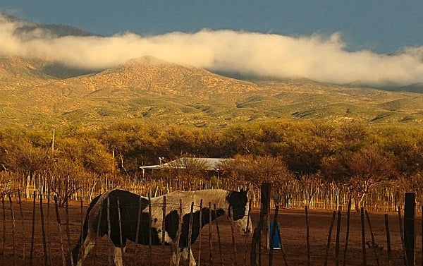 Elgin: Ridge Horseback Trail Ride Explorer + Pick-up Available