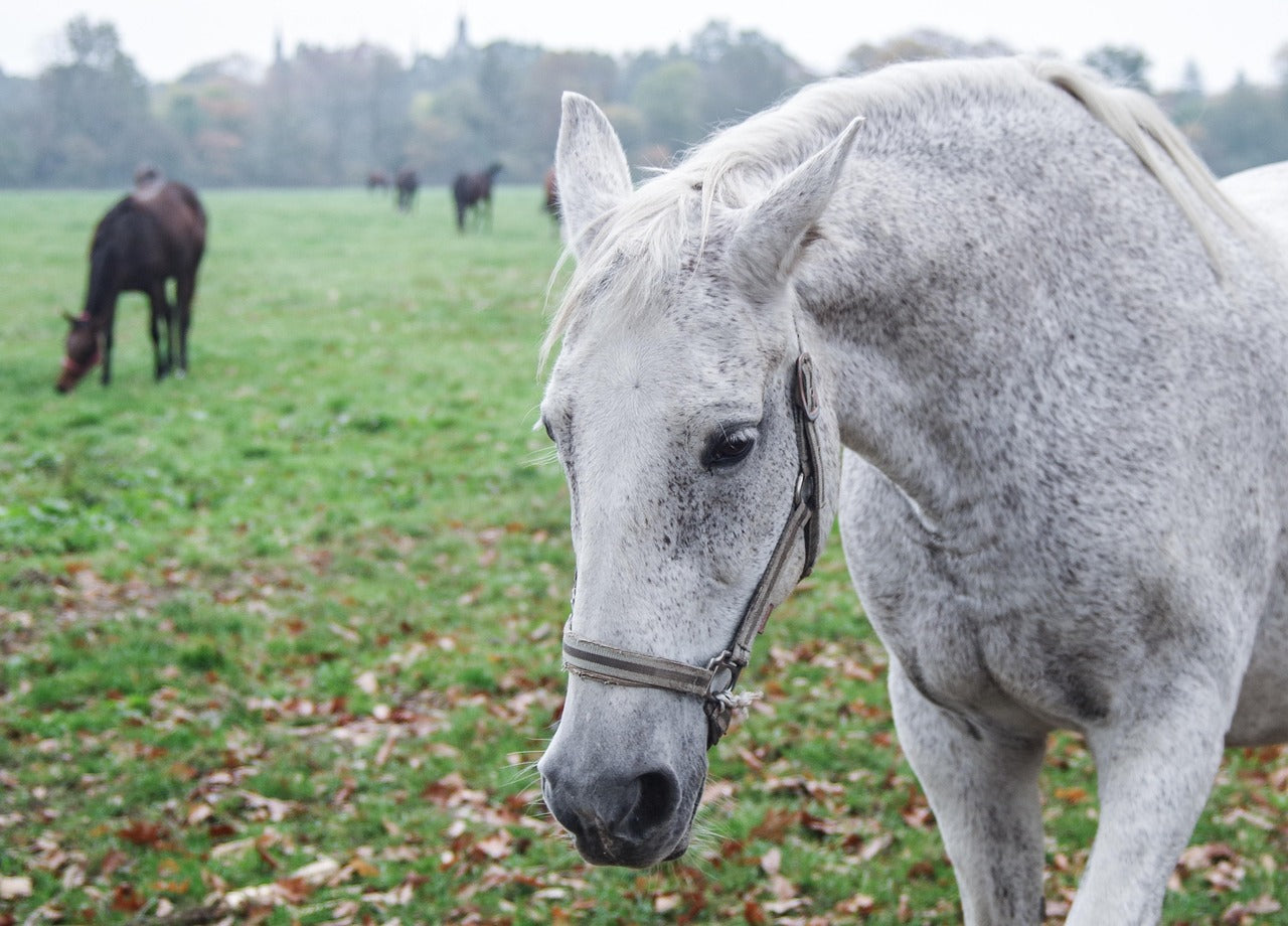 Cappadocia: 2-Hour Picturesque Horseback Ride at 3 Viewpoints