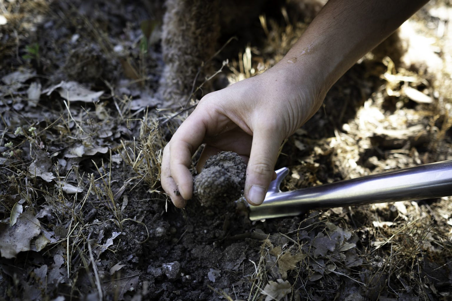 Truffle Hunting & Tasting Experience at Podere La Marronaia in Tuscany