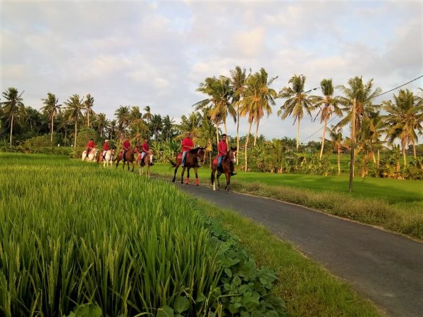 Bali: 1.5 Hour Coastal Cliffs & Countryside Horseback Tour + Pick Up