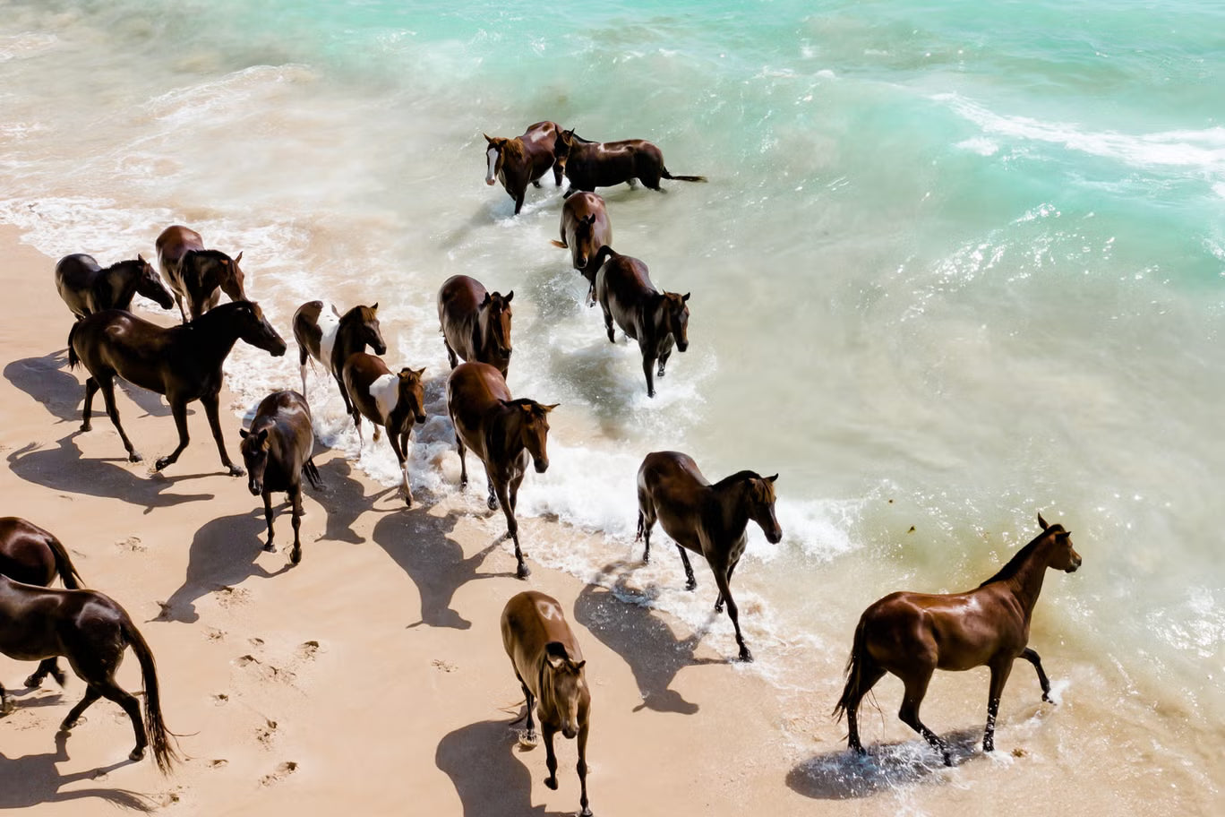 Swimming with Horses on Nihiwatu Beach