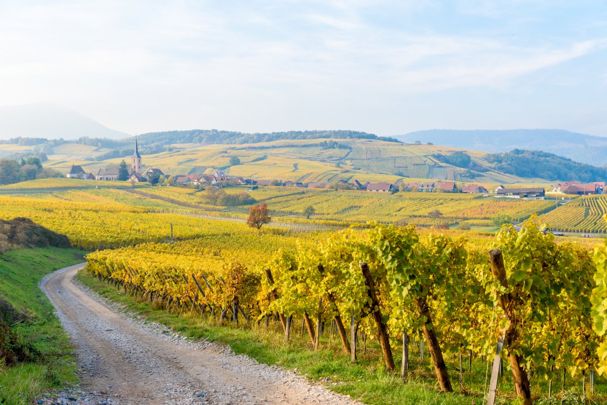 Half day in Alsace villages and wine tour