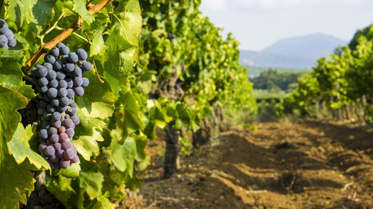 Cassis Village Discovery, Calanques Boat Tour & Provence Wine Tasting, Provence