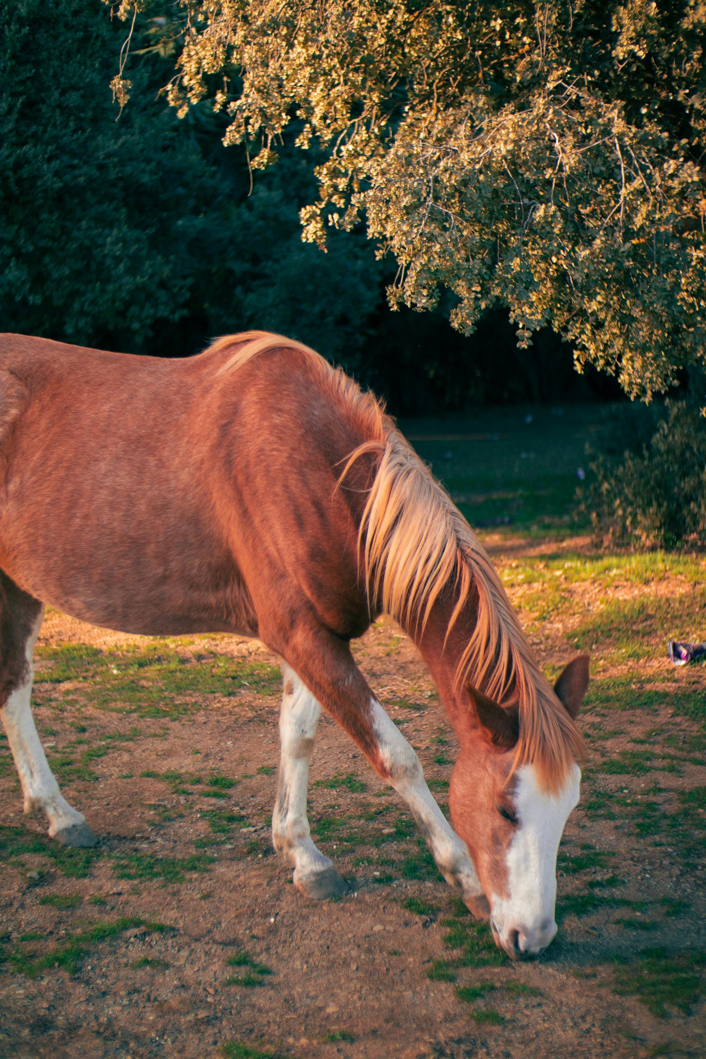Victoria, Australia: Winery Trail Ride + Pizza + Wine Tasting