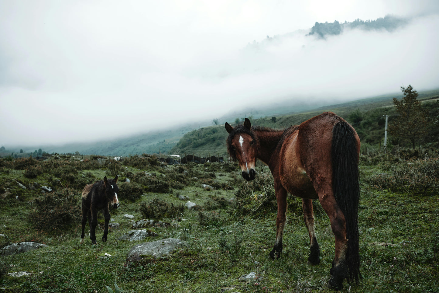 Asureti, Georgia: Full-Day Horseback Experience