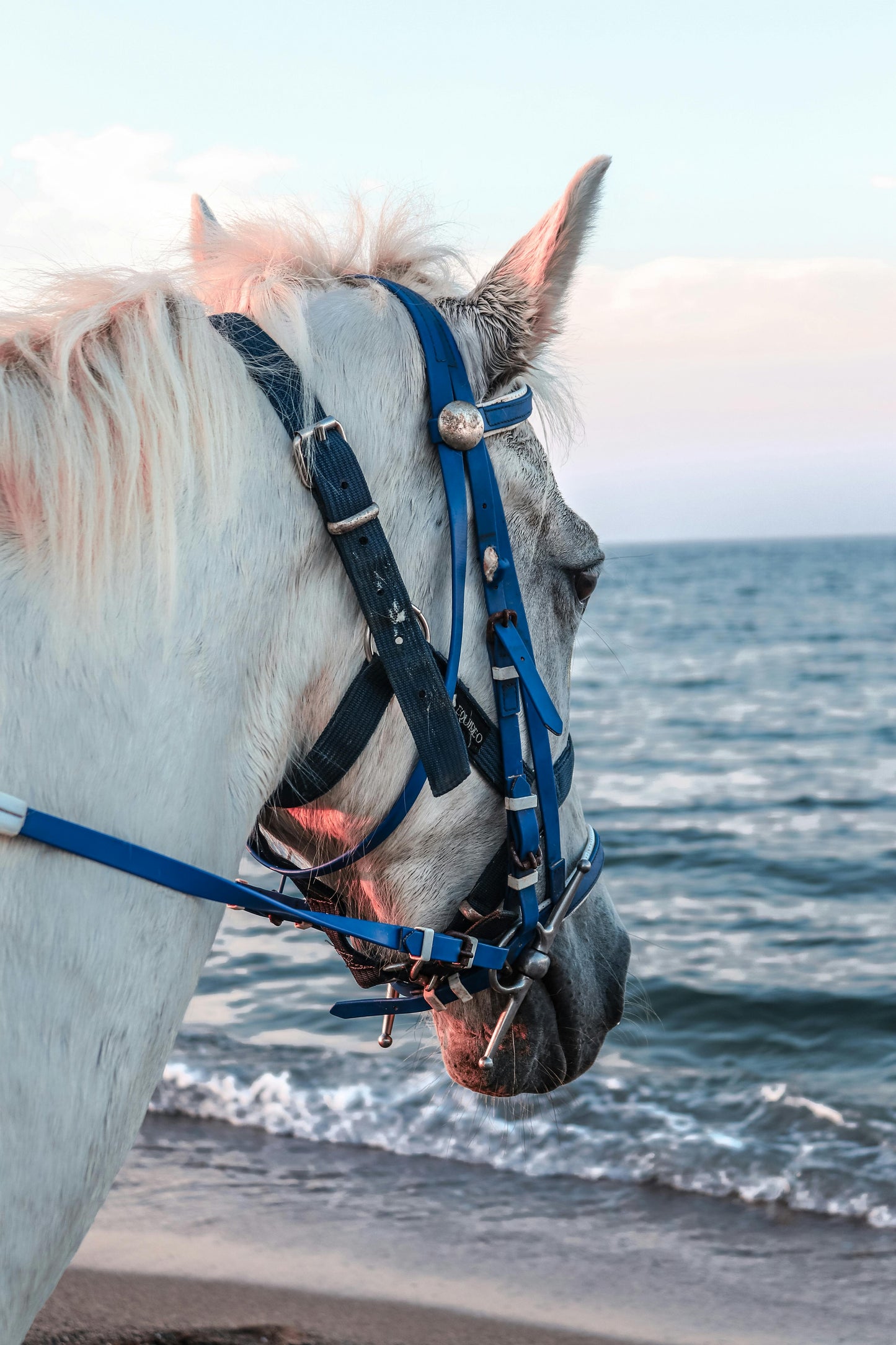 Paradera, Aruba: Scenic Beach Horseback Adventure + Pick-Up