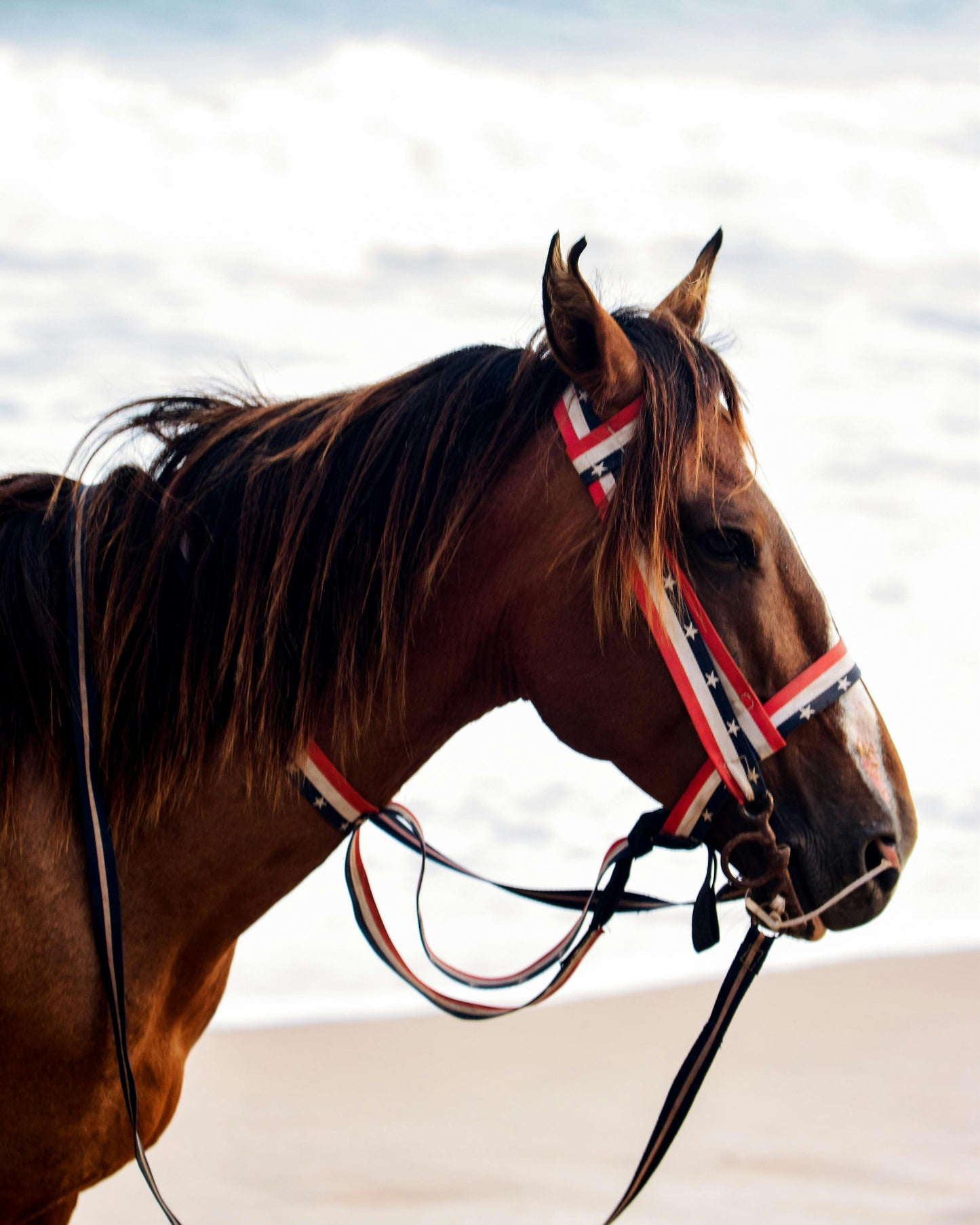 Paradera, Aruba: Scenic Beach Horseback Adventure + Pick-Up