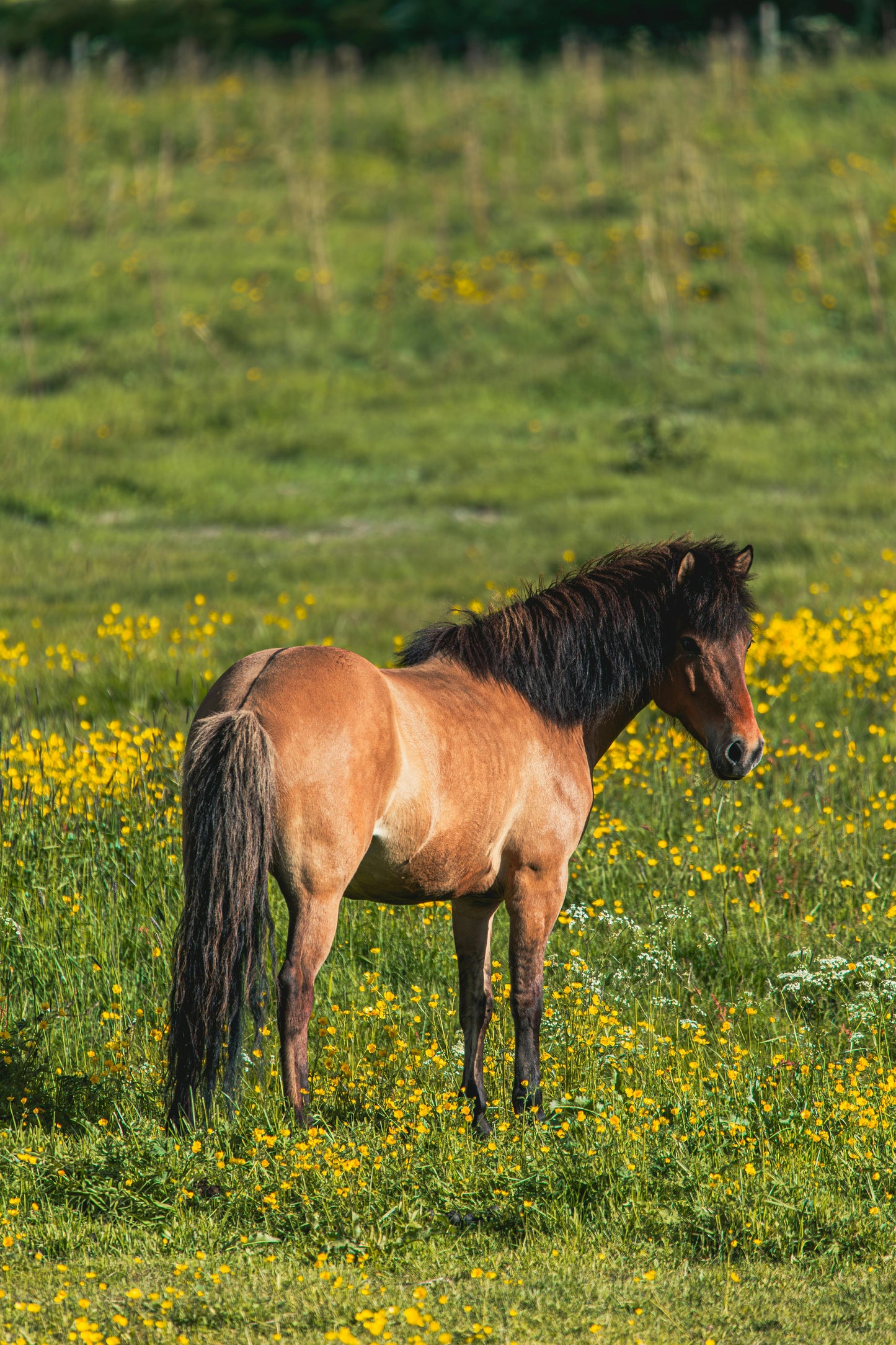 Hafnarfjörður: 50-Minute Beginner Horse Ride + Hot Cocoa