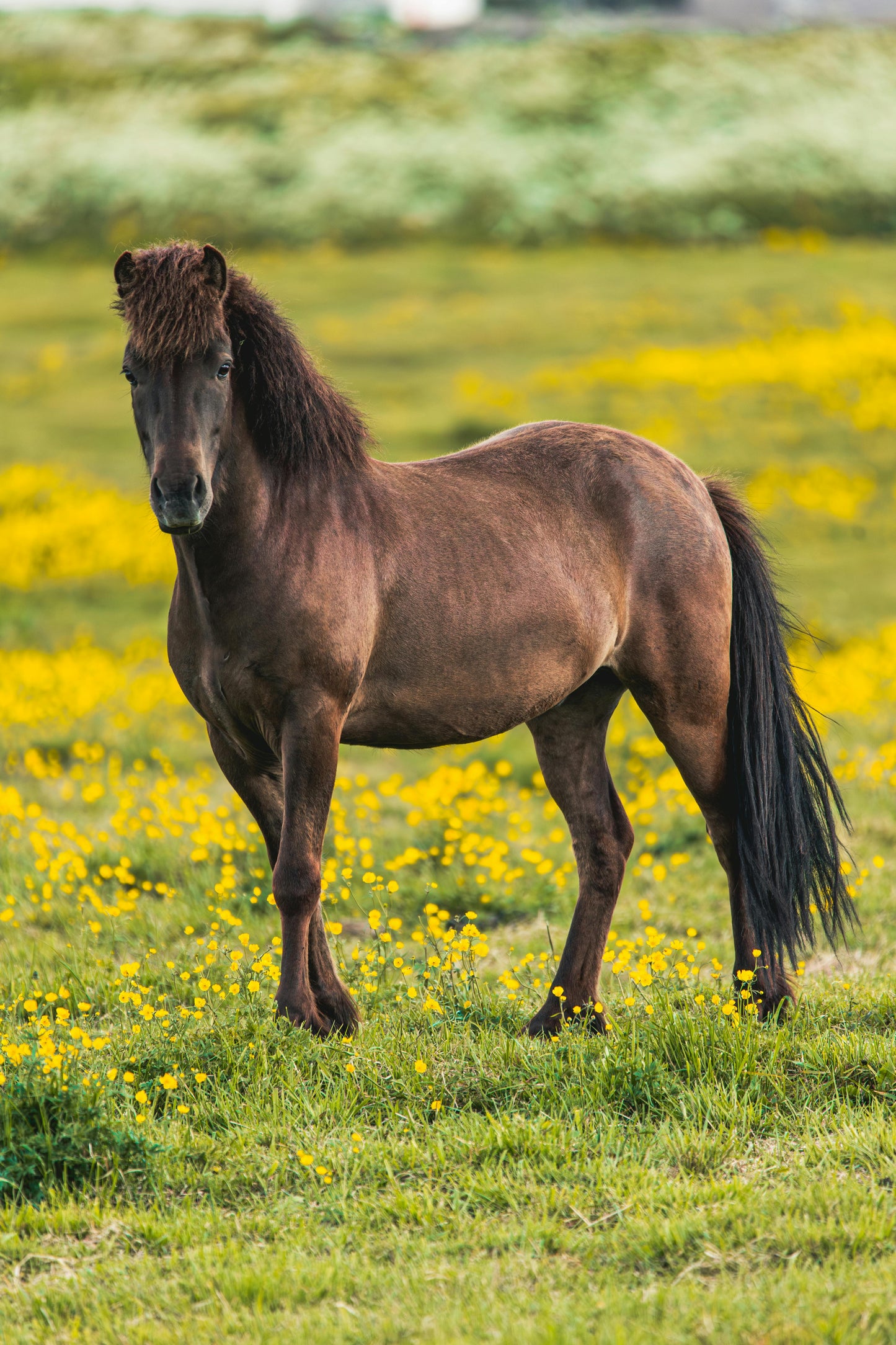 Reykjavík: The Icelandic Full Day Horseback Trekking + Hotel Pick-up