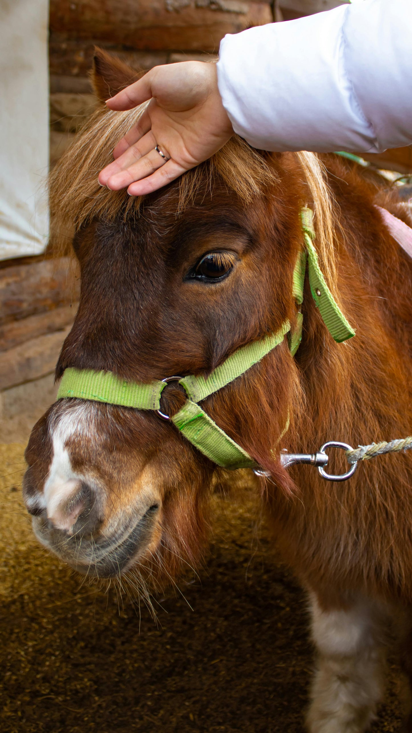 Dorst, Netherlands: An Afternoon of Elegance and Equine Connection
