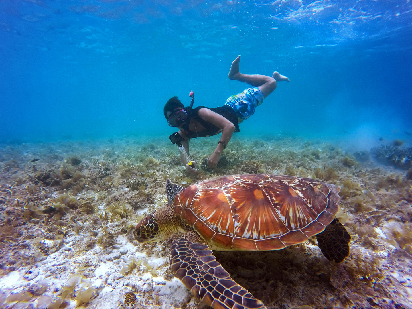Cebu, Philippines: Swim with Sea Turtles and the Sardine Run