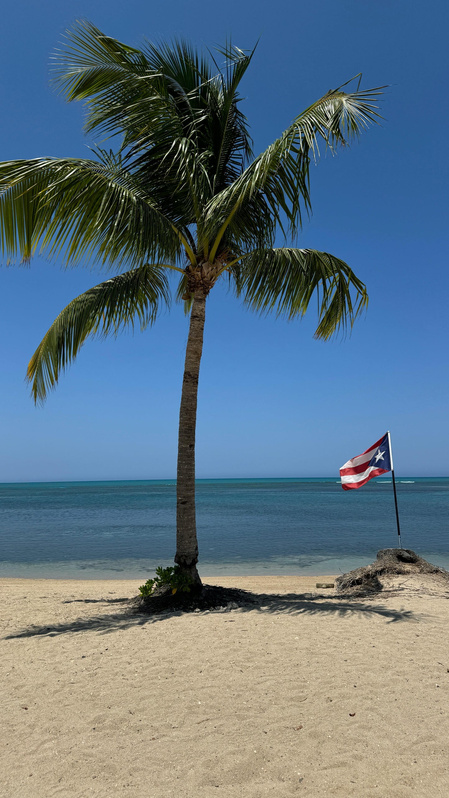 Aguadilla, Puerto Rico: Beach Horseback Experience