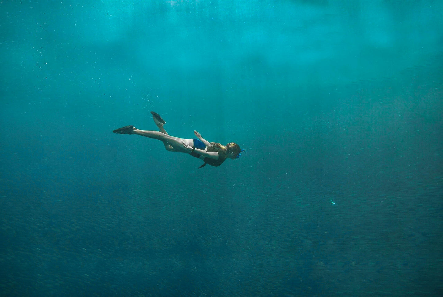 Cebu, Philippines: Swim with Sea Turtles and the Sardine Run