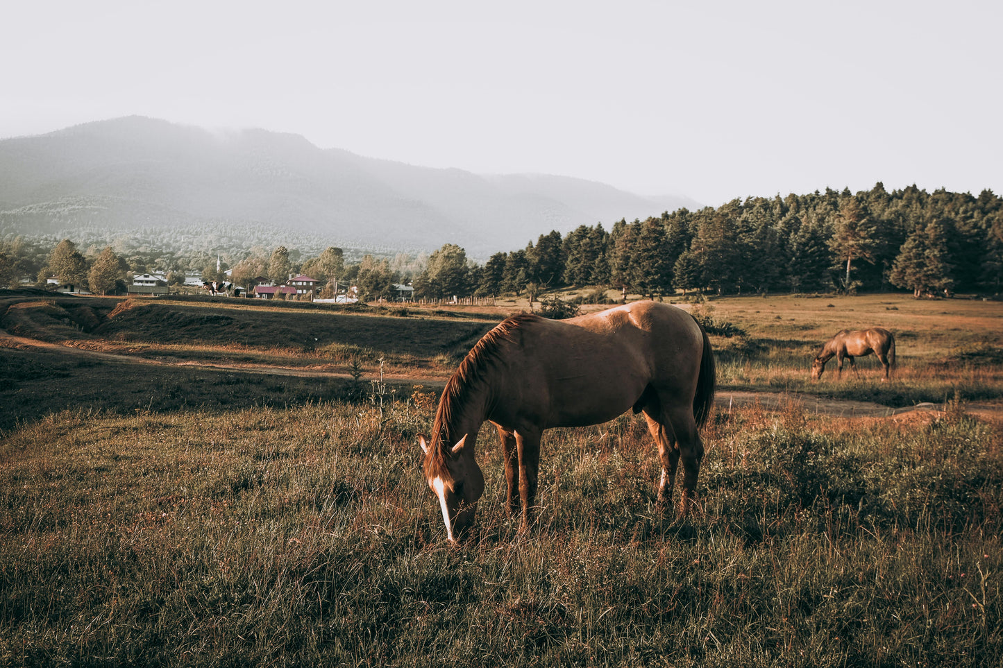 Alberta, Canada: 1-Hour Horseback Experience Along Bow River