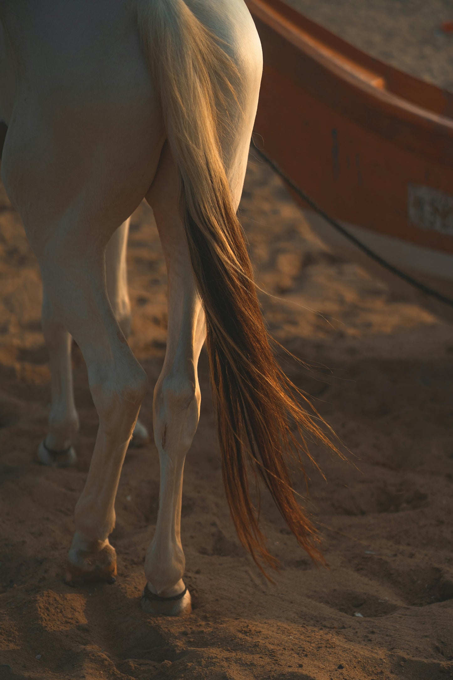 Essaouira, Morocco: Sunset Horseback Ride on the Beach