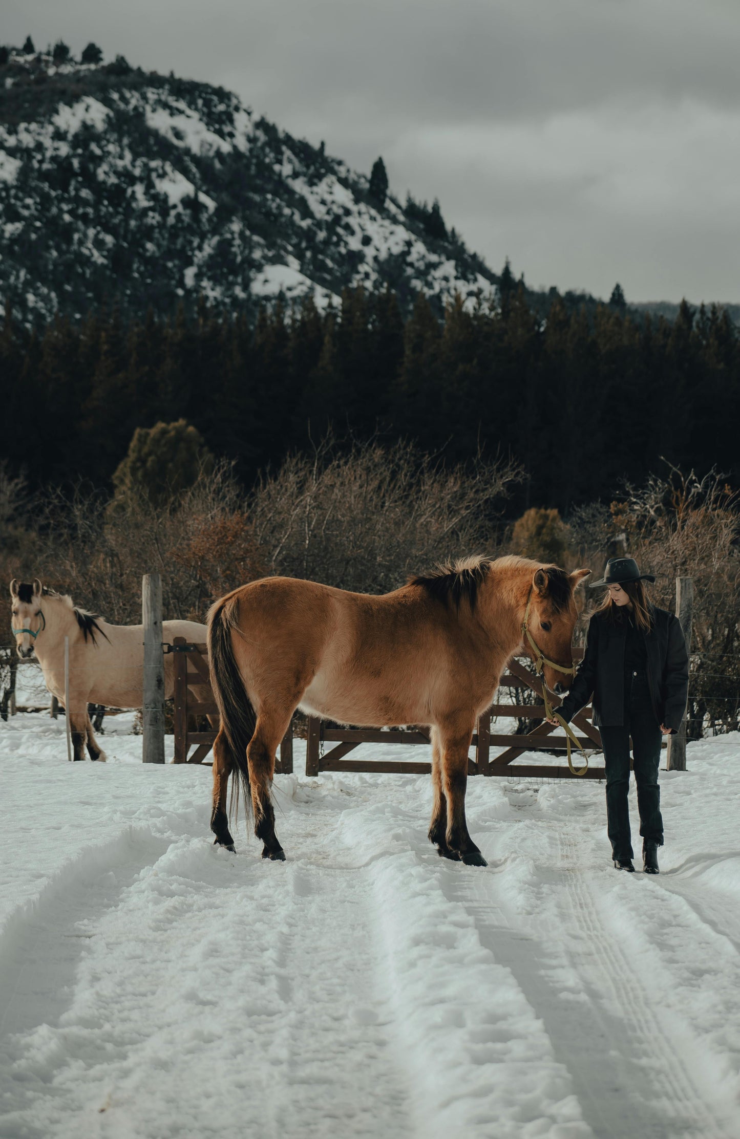 Hafnarfjörður: 1-Hour Beginner Horse Ride near Reykjavik + Waffles