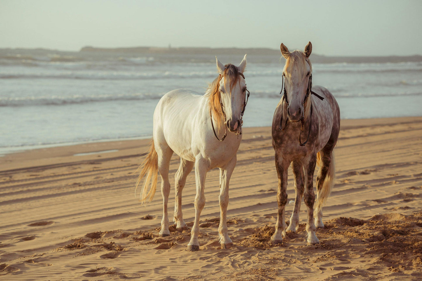 Queensland, Australia: Horseback Ride on Cape Tribulation’s Shores